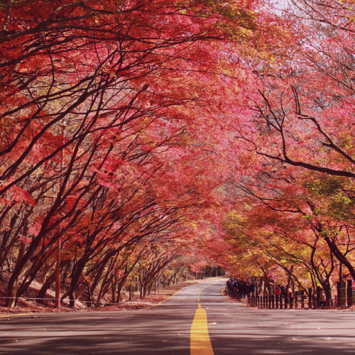 How Koreans Welcome Autumn: Traditions, Activities, and Festive Preparations - featured image