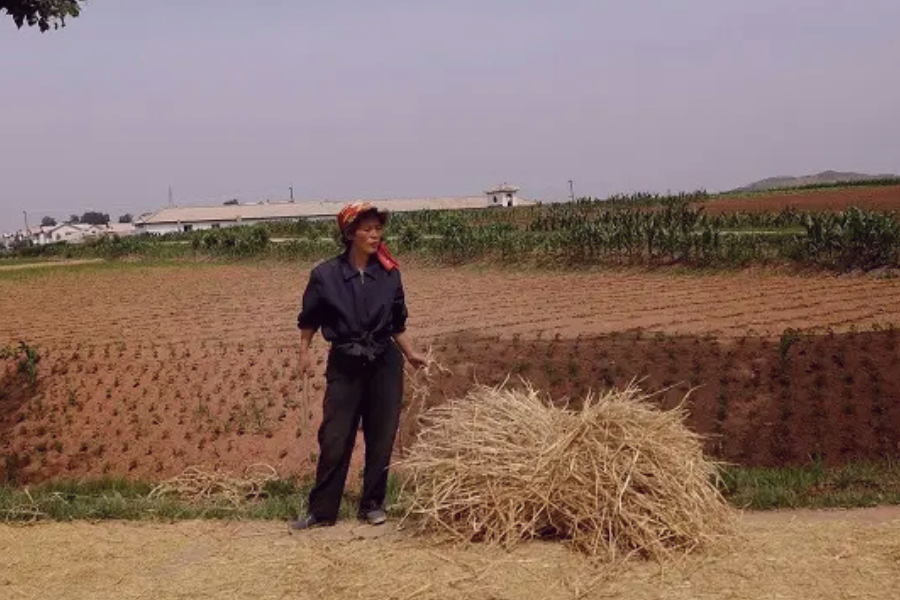 Straw Material In Korea